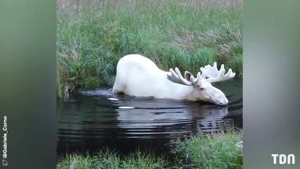Un incroyables rêne albinos !