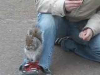 Mon copin l'écureuil