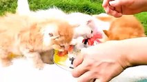 Baby Dogs - Cute and Funny Dog Videos Compilation | part 4