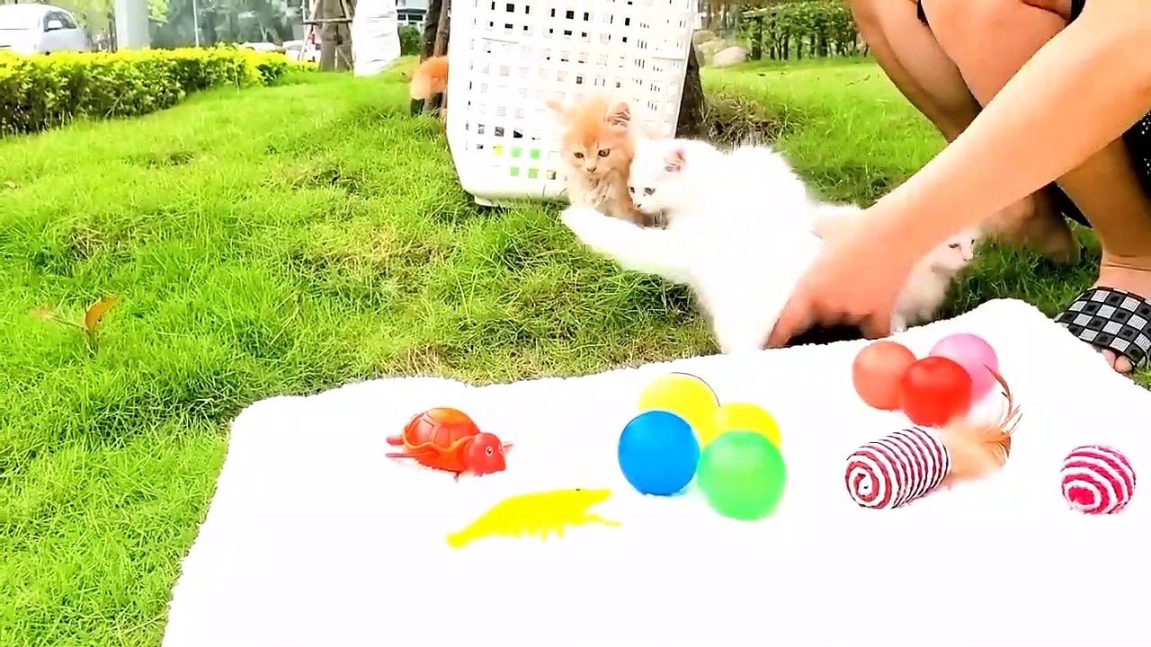 Baby Dogs - Cute and Funny Dog Videos Compilation | part 3