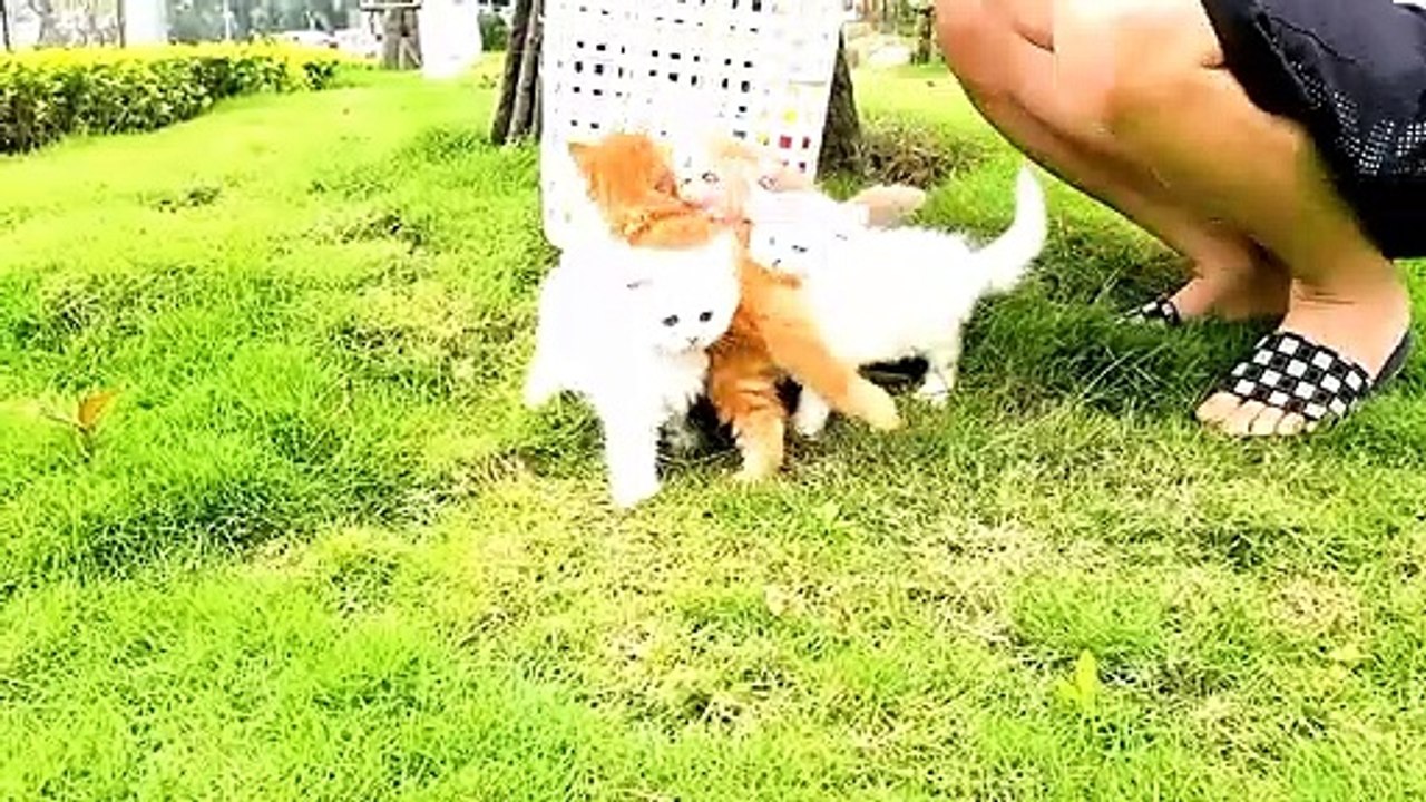 Baby Dogs - Cute and Funny Dog Videos Compilation | part 2