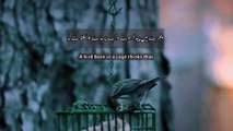 Bird in Cage || Urdu/English || Translation || Islamic view