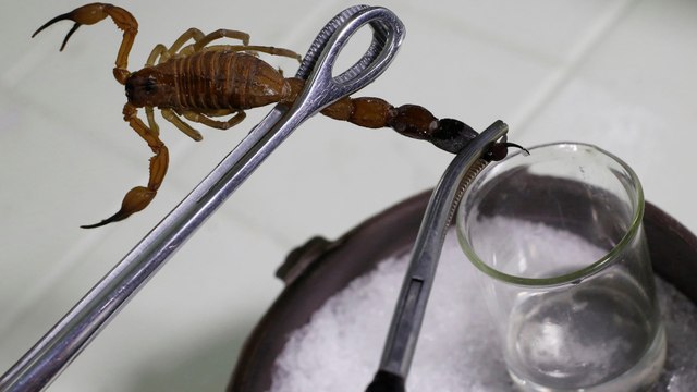 Scorpions, le venin qui valait 10 millions