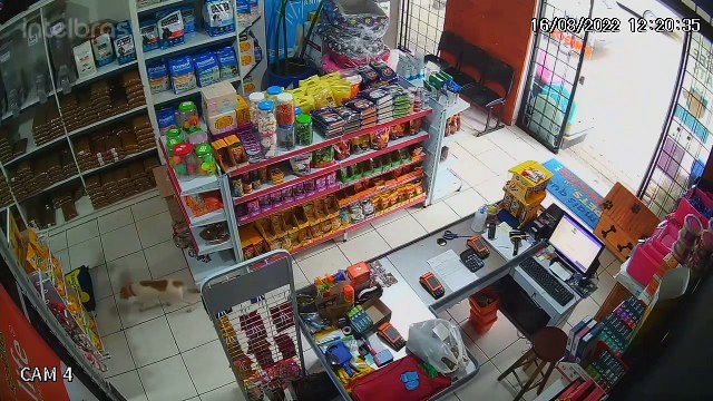 Câmeras de segurança flagram cachorrinho 'furtando' petiscos de pet shop