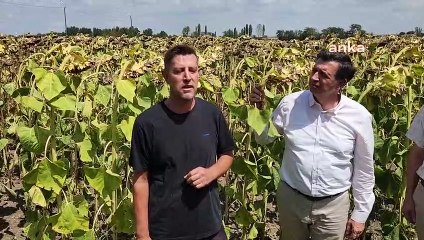 Edirneli Ayçiçeği Üreticisi: Üreticiyi Tatmin Edecek, 16 Lira Civarından Bir Fiyat Bekliyoruz