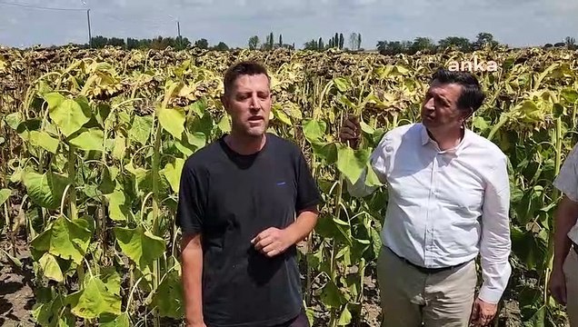 Edirneli Ayçiçeği Üreticisi: Üreticiyi Tatmin Edecek, 16 Lira Civarından Bir Fiyat Bekliyoruz