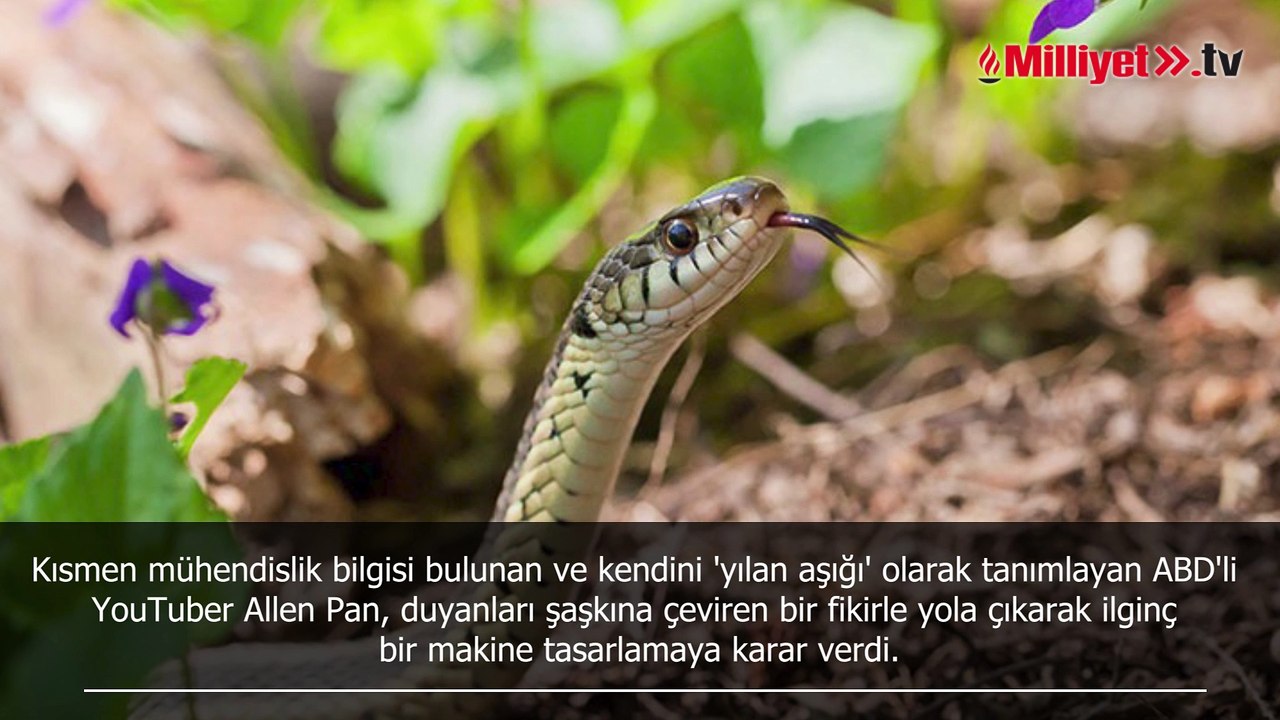 Tek amacını dünyaya duyurdu! ‘Yürüyen’ yılanlar izlenme rekoru kırıyor