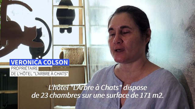 A Paris, les chats à l'hôtel pour les grandes vacances