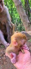 Cute newborn baby monkey