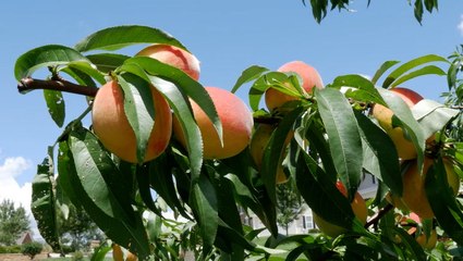 Research to adapt GA peaches to changing climate