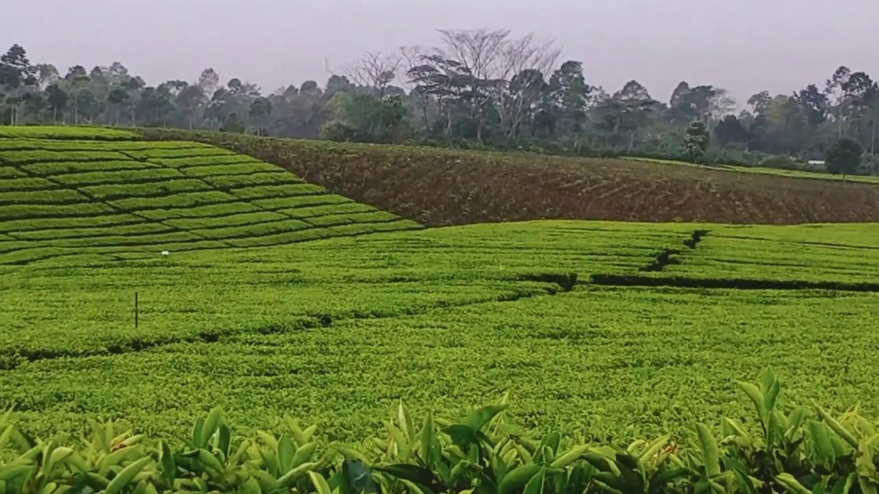 wonderland, desa dan seruling