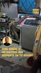 Mujer encuentra una enorme pitón en su casa