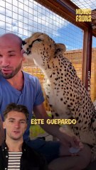 Este guepardo y su dueño son mejores amigos