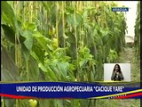 AGROFANB suma 4.500 hectáreas de maíz blanco y amarillo a la producción nacional