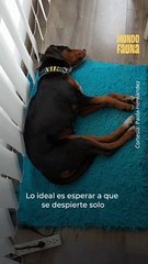 ¿Qué hacer si mi perro tiene pesadillas?