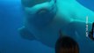 Esta ballena beluga se 'molestó' con unos turistas