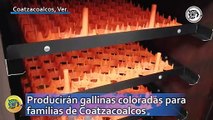 Producirán gallinas coloradas para familias de Coatzacoalcos