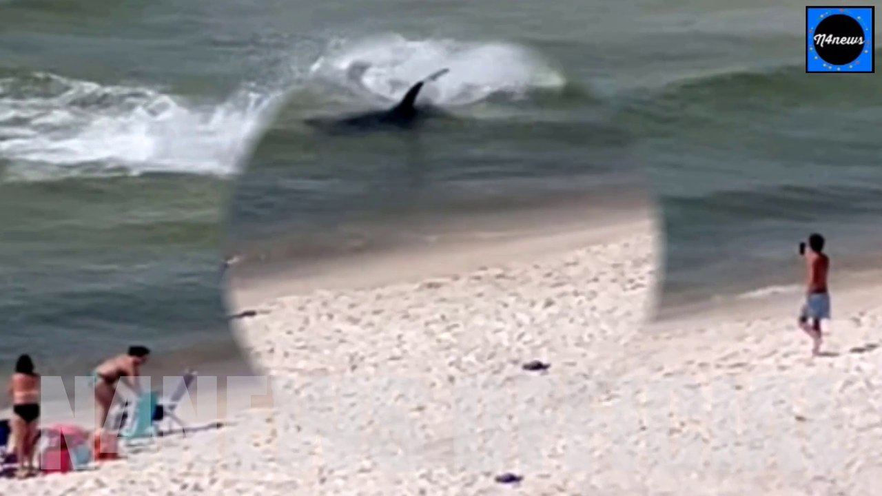 Massive Hammerhead Shark Chases Stingrays as Swimmers Coast of Alabama