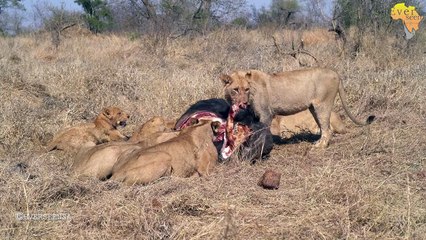 Big pride of LIONS feasting on a BUFFALO..