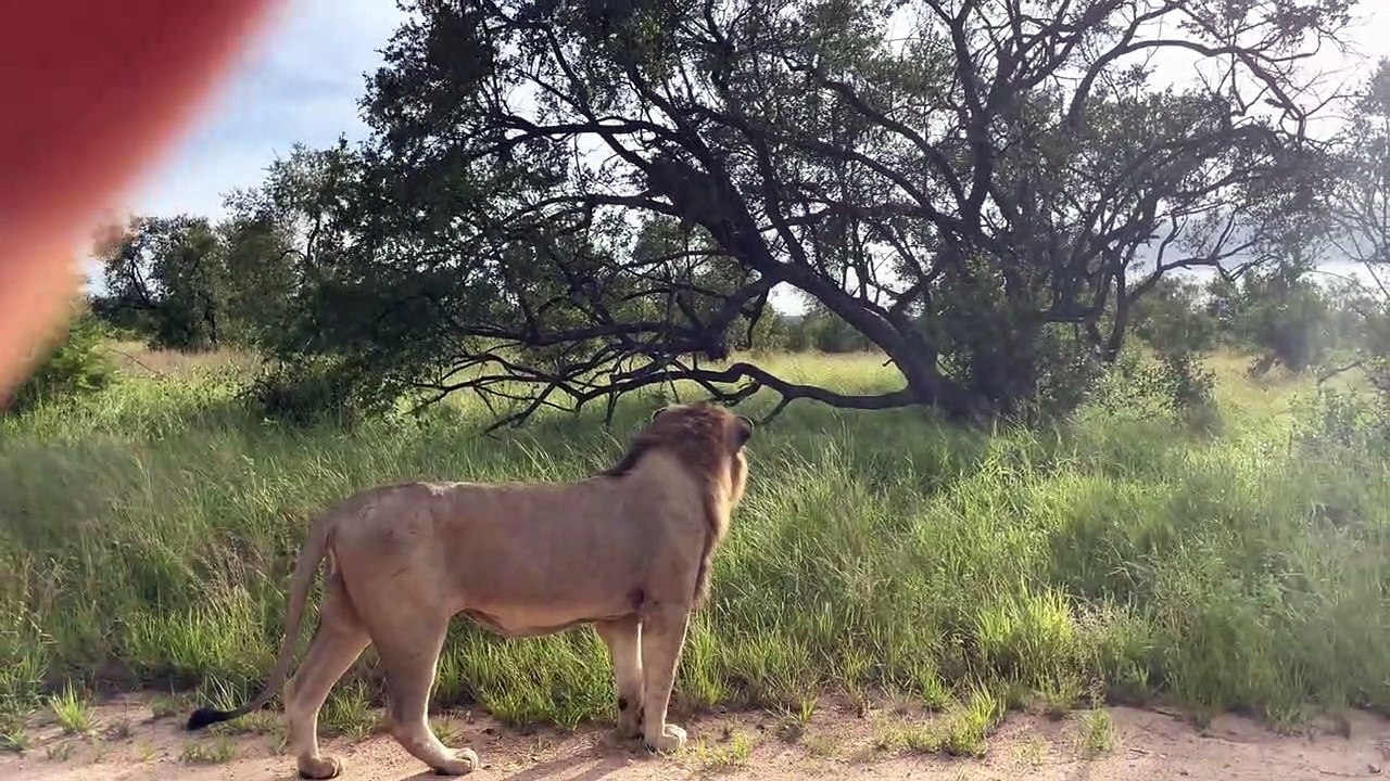 BIG male lions on the S125