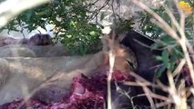 LION CUBS gets angry when mom tries to eat with them...