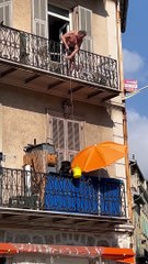 Kind Neighbor Lowers Water Bucket for  Dog in Heatwave