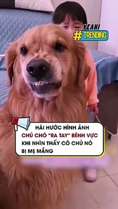 Hài hước hình ảnh chú chó ra tay bênh vực khi nhìn thấy cô chủ nó bị mẹ mắng