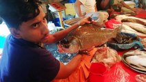 Fish Market Tour || Big Size Fish Video || Amazing Fish Video