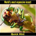 सोने से भी महंगी है इस कीड़े की कीमत | The world's most expensive insect - Stag Beetle | quick hint