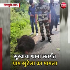 शिवपुरी (मप्र): रोड किनारे मृत हालत में मिला भालू