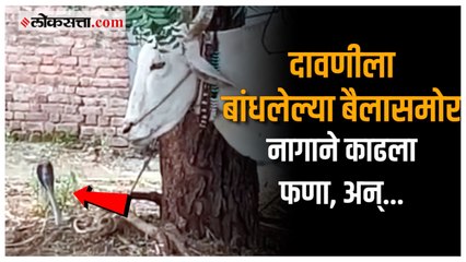 Download Video: दावणीला बांधलेल्या बैलासमोर अचानक आला नाग, पुढे काय झालं तुम्हीच बघा