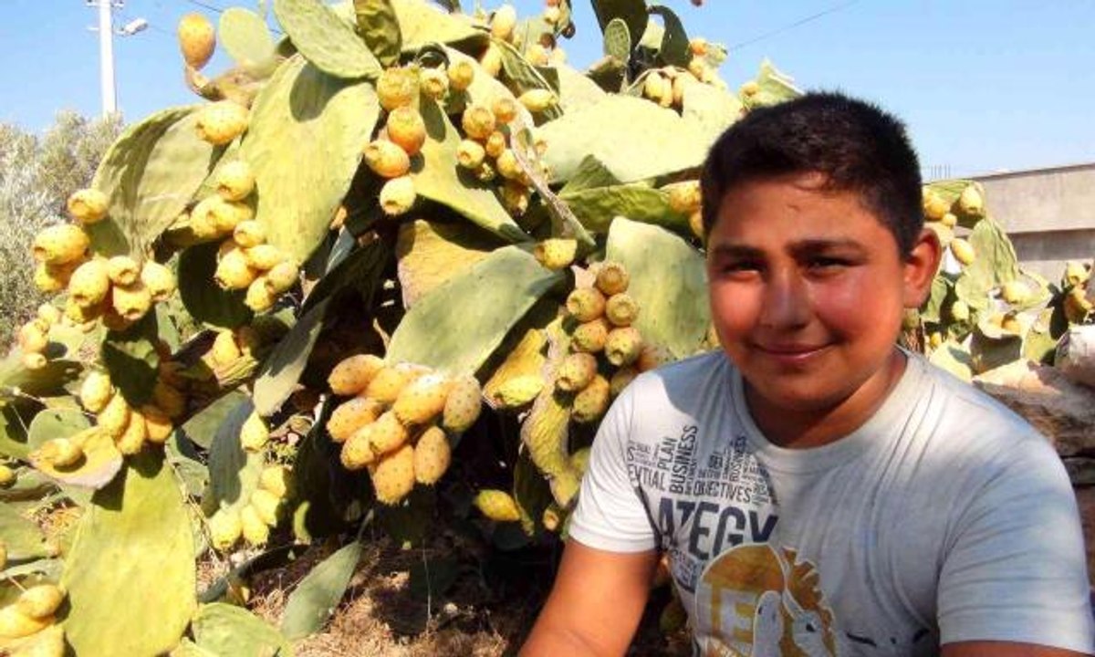 Mersin haber! Mersin'de dikenli incir hasadı başladı