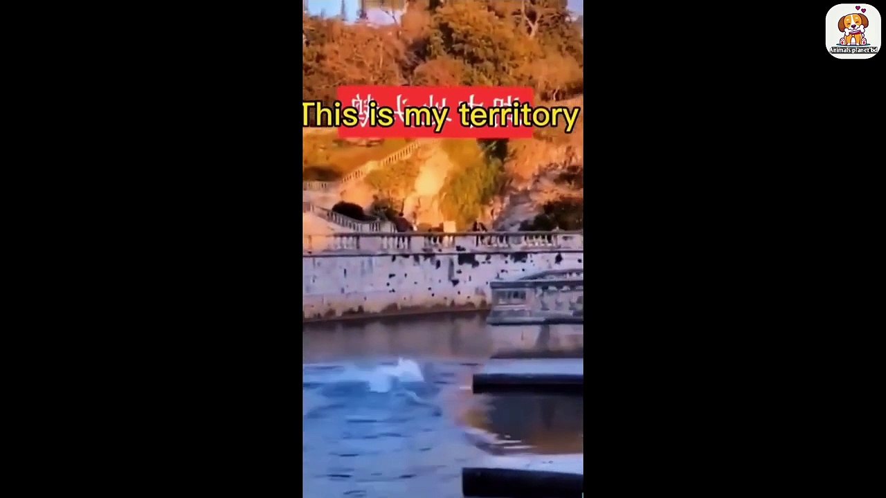 Funniest animals-Best of the funny videos 2022.