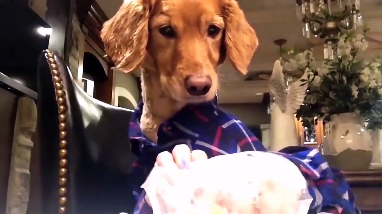 Funniest Animals Videos - Best Cute Cats and Crazy Dogs Videos 2022! _ FUNNY ANIMALS' SOCIETY