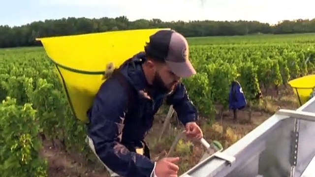 Sécheresse en Bordelais : des vendanges précoces, mais un millésime 2022 prometteur