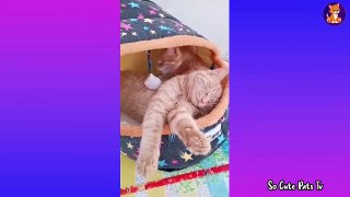 Best Off Cat ❤Funny Videos 2021_ Funny Animals Videos #1 __