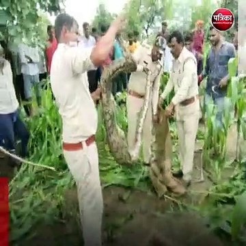 नरसिंहपुर (मप्र): 10 फीट के अजगर ने किया जंगली सियार का शिकार