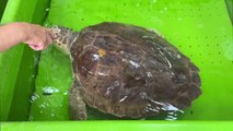 Deniz kaplumbağaları 
