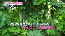 ‘여주’ 당뇨를 예방하고 혈당을 잡아주는 비법 TV CHOSUN 220818 방송