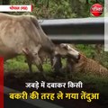 भोपाल (मप्र): खुद से चार गुना बड़ी गाय का तेंदुए ने किया शिकार