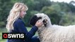 Cancer patient has unusual way to cope with her treatment - therapy sheep worth £14k