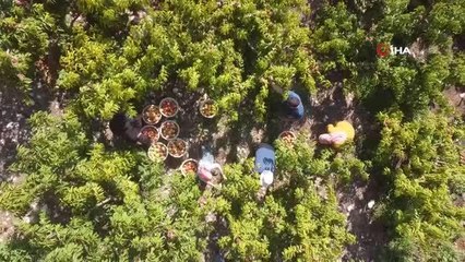 Şeftali üreticide 2 TL 30 kuruş, marketlerde 13-14 TL