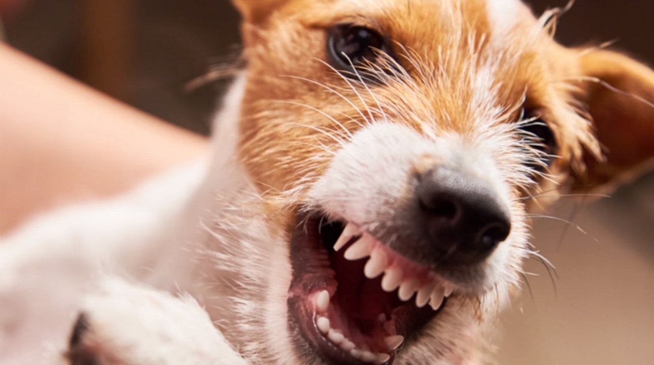 Böblingen: bissiger hund attackiert dreijährige in bahn!