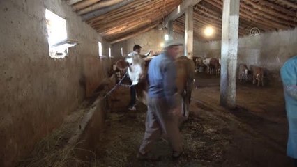 1200 büyükbaş hayvana suni tohumlama yapıldı