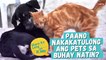 How do pets help with stress and mental health? | Share Ko Lang
