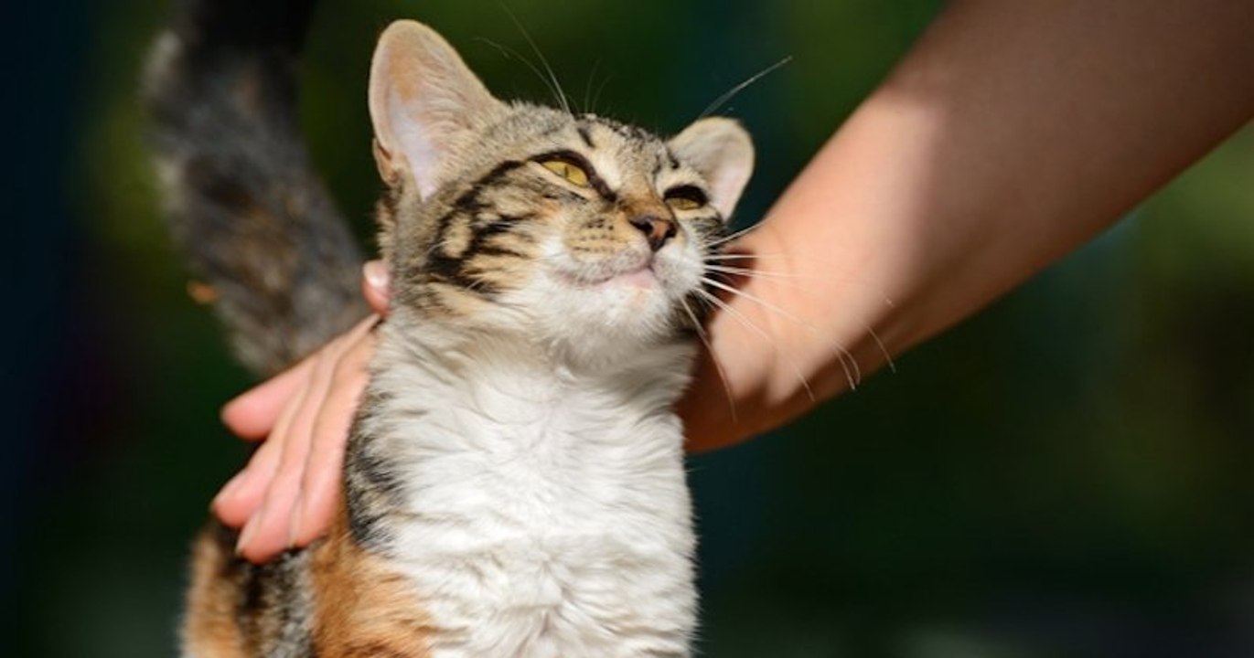 Charente-Maritime : un couple retrouve son chat disparu neuf ans plus tôt