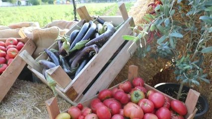 Muğla haber: Menteşe'de 'Hasat Şenliği'