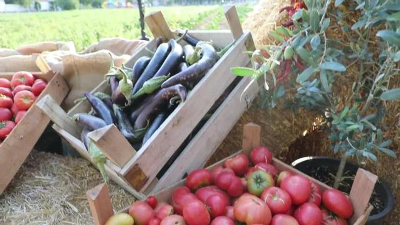 Muğla haber: Menteşe'de 'Hasat Şenliği'