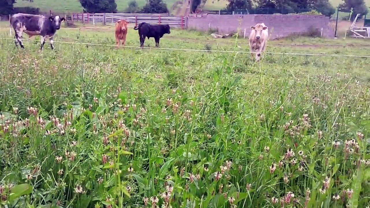 Multi-Species Swards for Beef & Sheep