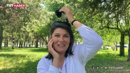 İyileştirdiği yavru saksağan yalnız kalmasın diye yanında işe götürüyor